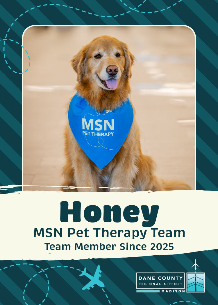 Honey Pet Therapy Dog