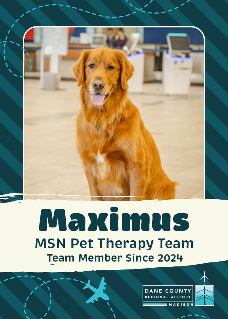 Maximus Pet therapy Dog