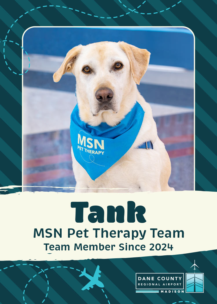 Tank Pet Therapy Dog