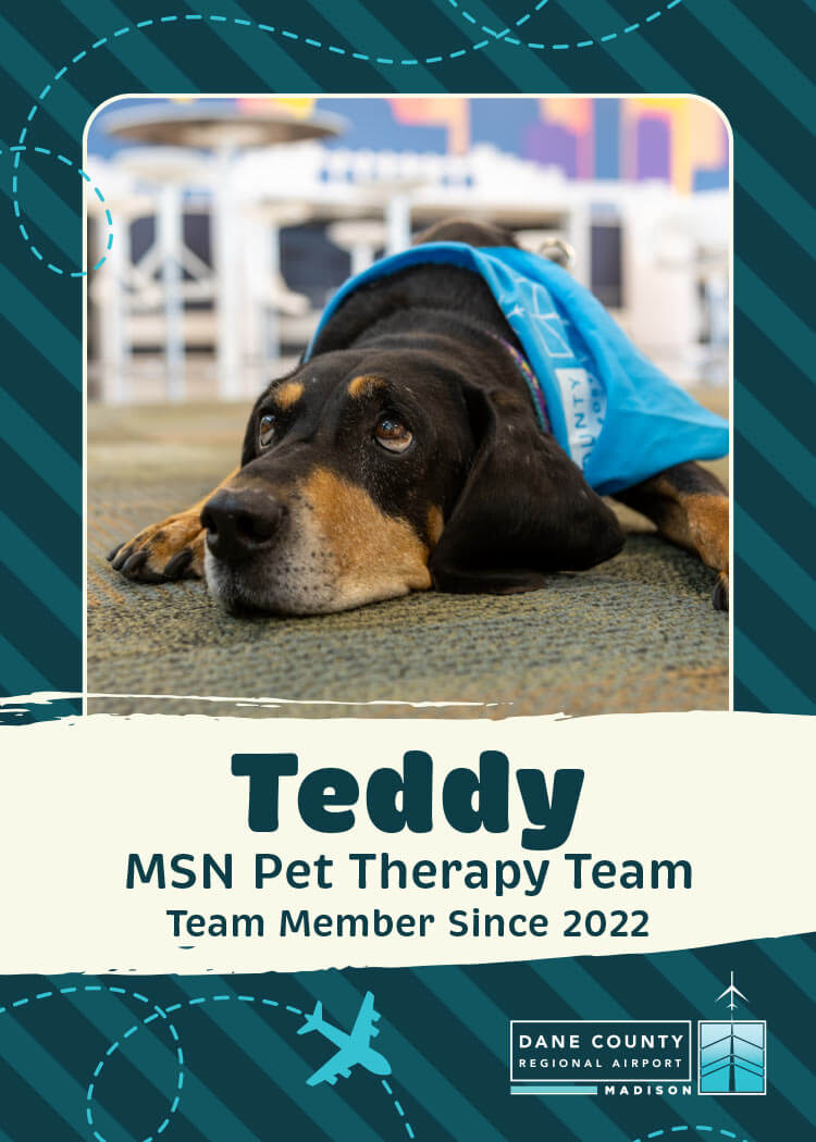 Teddy Pet Therapy Dog